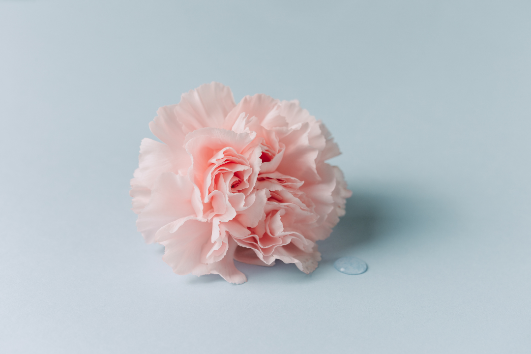 pink carnation flower for menopause imagery