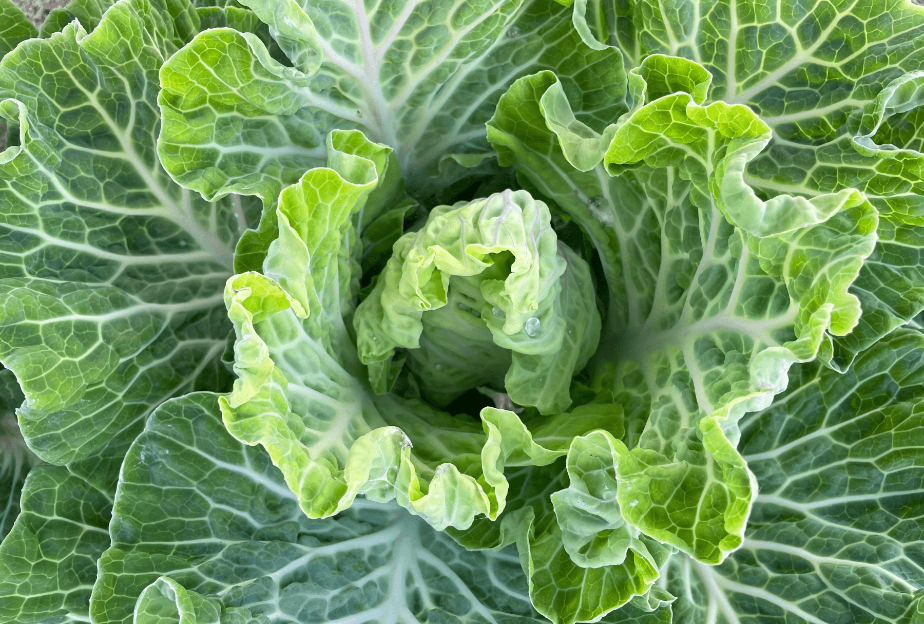 Gut Feeling: How Your Inner World Affects Your Outer Freshness - AporeNaturalsº